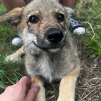 Cuccioli di cane lupo cecoslovacco