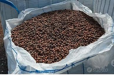 Gusci di nocciole intere per caldaie