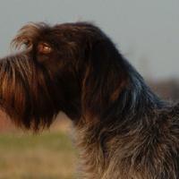 Griffone korthals maschio leggi bene