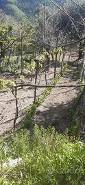 terreno agricolo