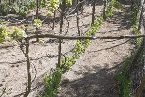 terreno agricolo