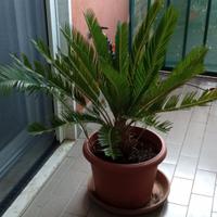 Cycas Revoluta