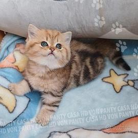 Cuccioli Scottish e british con pedigree