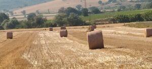 Terreno Agricolo Irriguo Colle Granata - Termoli - Vista 5