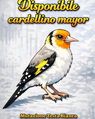 Cardellino mayor
