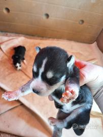 Cuccioli siberian husky