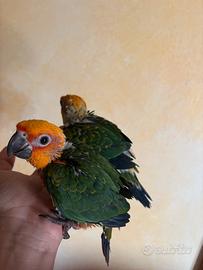 Conuri jandaya baby imbecco pappagalli pulli