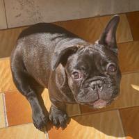 Femminuccia Bulldog francese bringee