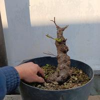 bonsai olmo 