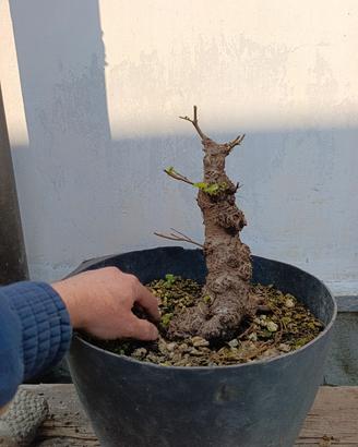 bonsai olmo 