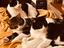 Immagine 1