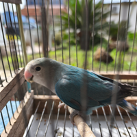 Inseparabili NT sessati