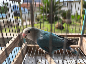 Inseparabili NT sessati