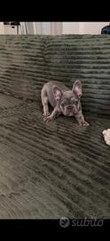 Bulldog francese blue maschio