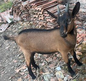 2 capretti