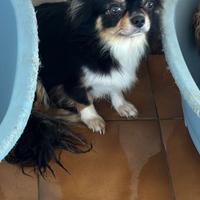 Chihuahua femmina da riproduzione