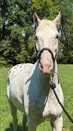 Cavallo d'eccellenza - 14 anni