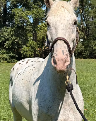 Cavallo d'eccellenza - 14 anni