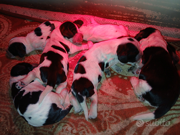 Cuccioli di cocker spaniel