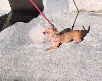 Chihuahua femmina