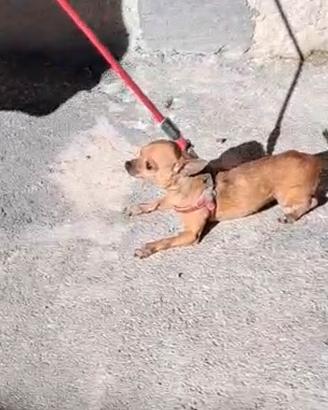 Chihuahua femmina