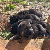 Cuccioli pastore tedesco - metà febbraio 2026