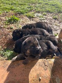 Cuccioli pastore tedesco - metà febbraio 2026