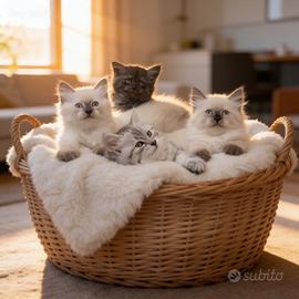 Cuccioli di gatto Siberiano Ipoallergenico Milano