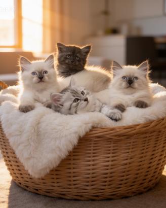 Cuccioli di gatto Siberiano Ipoallergenico Milano