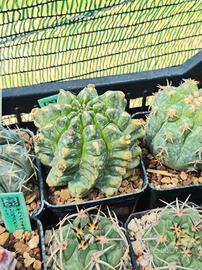 Pianta grassa gymnocalycium mostruoso