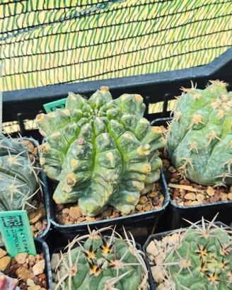 Pianta grassa gymnocalycium mostruoso