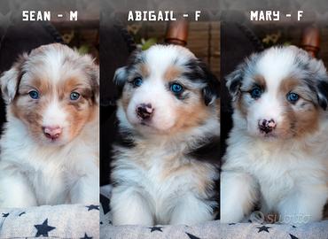 9 Cuccioli Pastore Australiano con pedigree