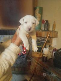 Mix Dogo argentino amstaff