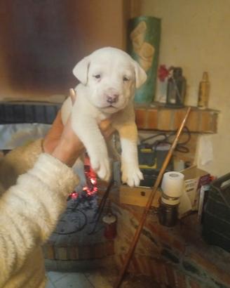 Mix Dogo argentino amstaff