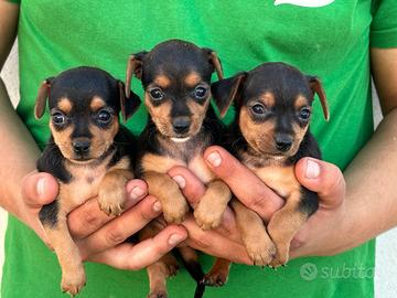 Pinscher nani