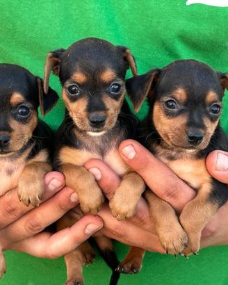 Pinscher nani