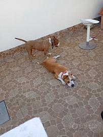 cuccioli Pitbull 