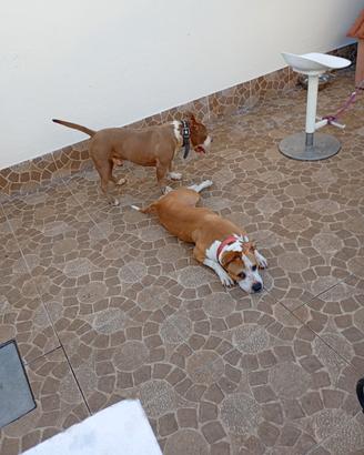 cuccioli Pitbull 