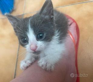 gattino