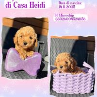 Barboni (barboncini) rosso fulvi con pedigree ENCI