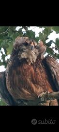 Araucana selvatico e frumento