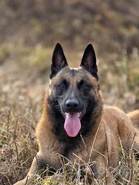 Malinois con pedigree ENCI disponibile per monta