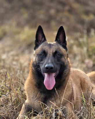 Malinois con pedigree ENCI disponibile per monta