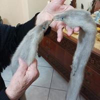 pelliccia visone canadese