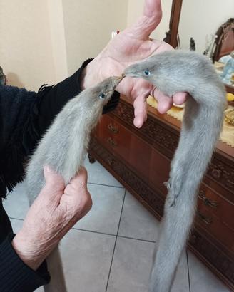 pelliccia visone canadese