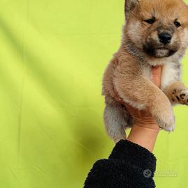 Shiba Inu