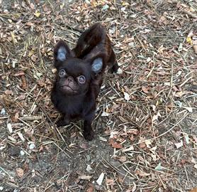 Chihuahua mini