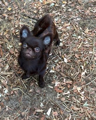 Chihuahua mini