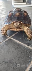 Tartaruga sulcata africana