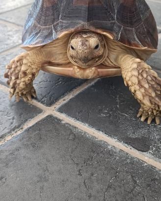 Tartaruga sulcata africana